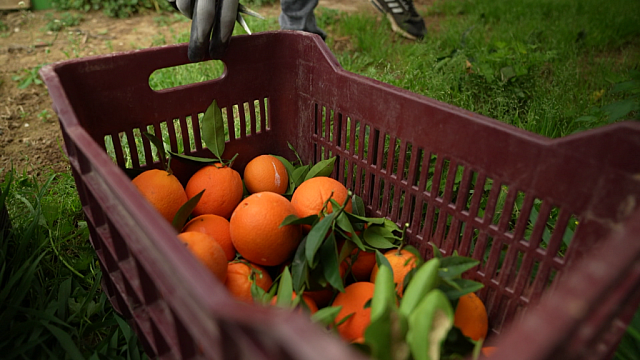 πορτοκαλια