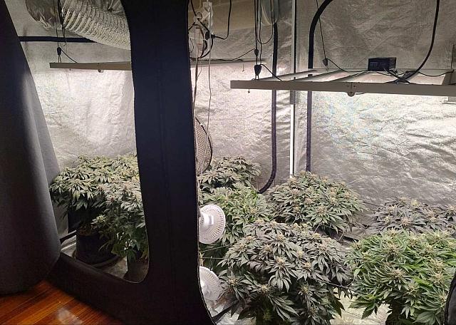 χασισοδεντρα