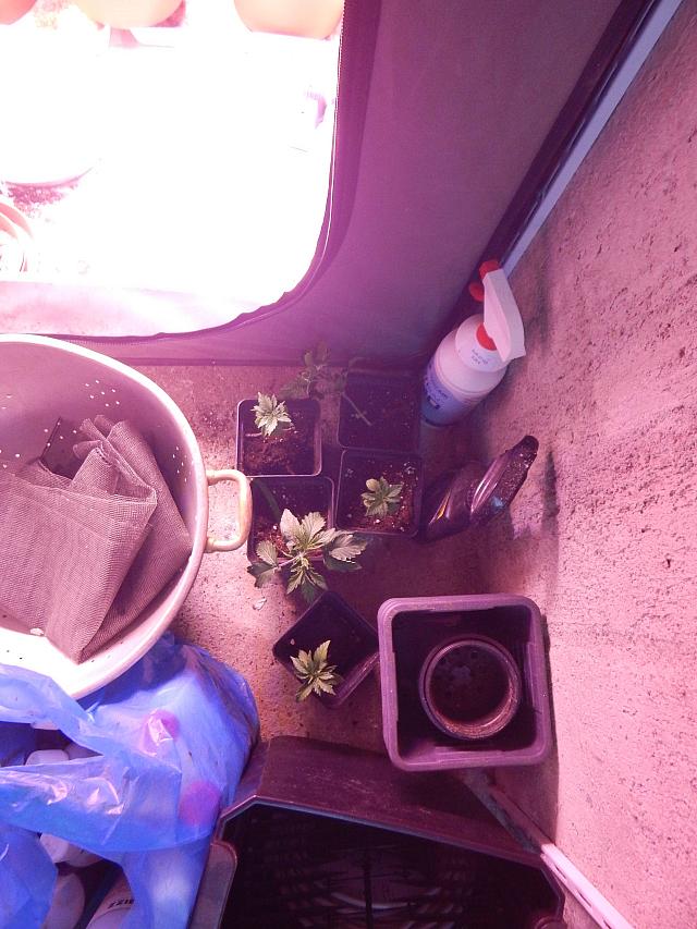 δενδρύλλια