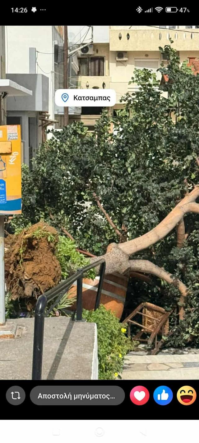 κατσαμπας δεντρο