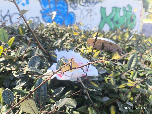 σκουπιδια μαρτινεγκο