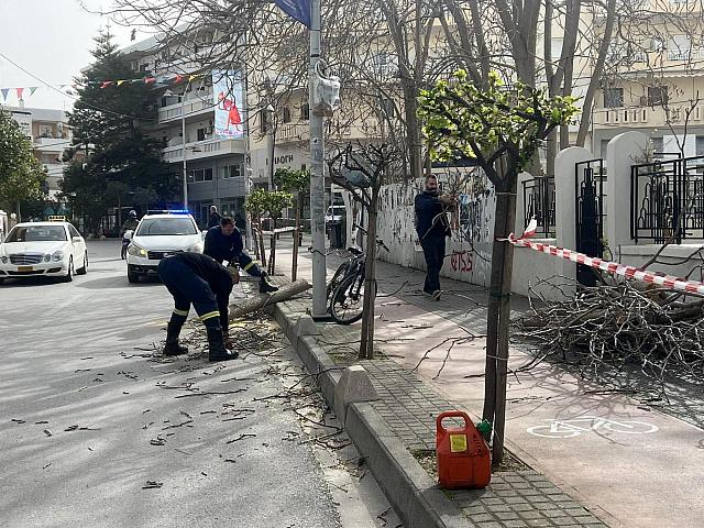 ρέθυμνο δέντρα