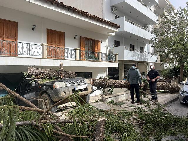 ρέθυμνο δέντρα