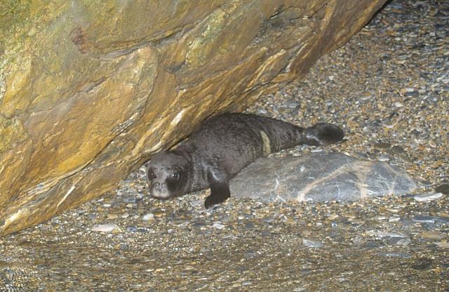 μεσογειακή φώκια