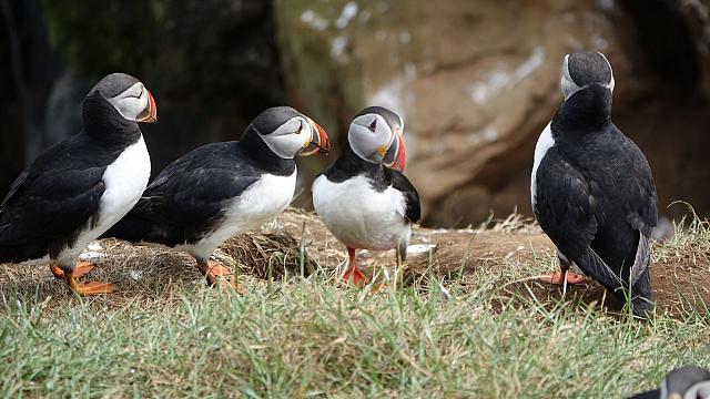 θαλάσσιοι παπαγάλοι