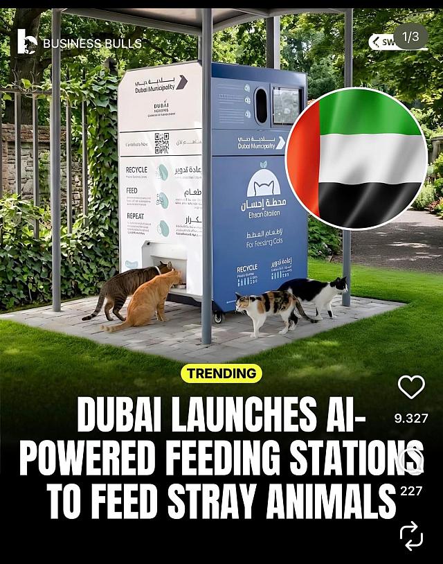 ντουμπάι πόλεμος