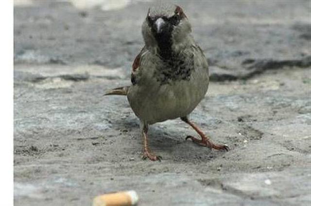 σπουργίτια