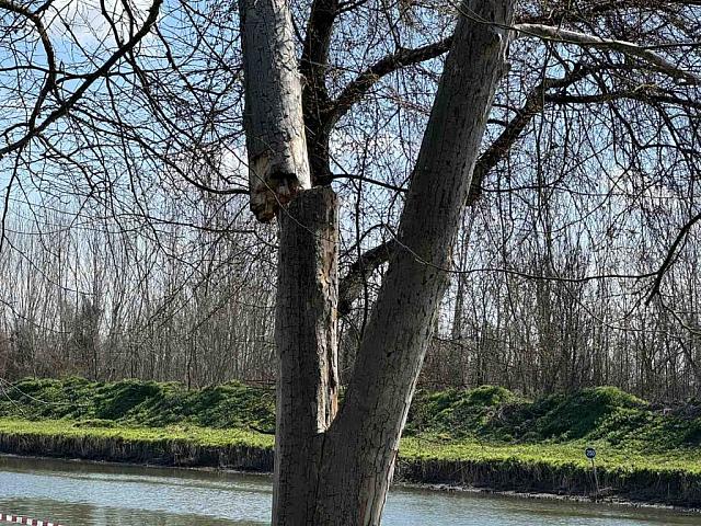 Πλατάνια Πέλλας