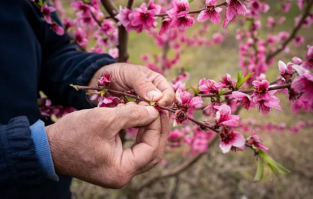 ανθισμένες ροδακινιές