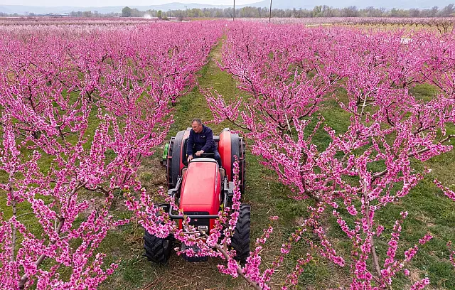 ανθισμένες ροδακινιές