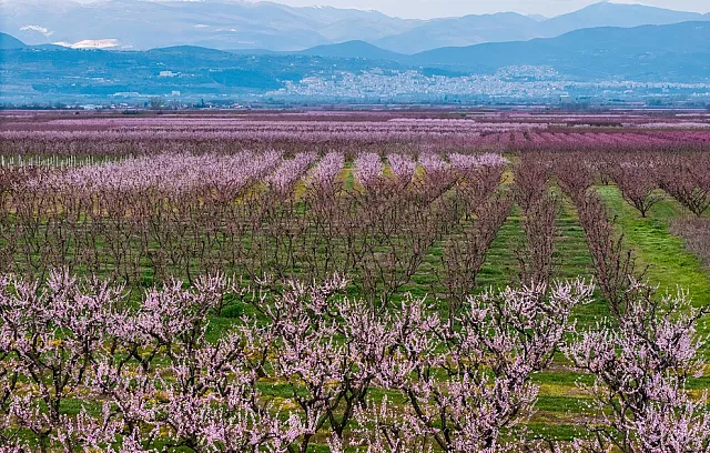 ανθισμένες ροδακινιές