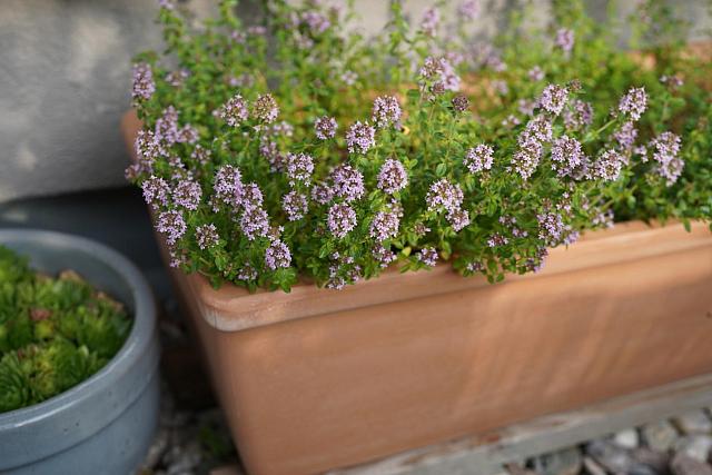 αγριοθύμαρο