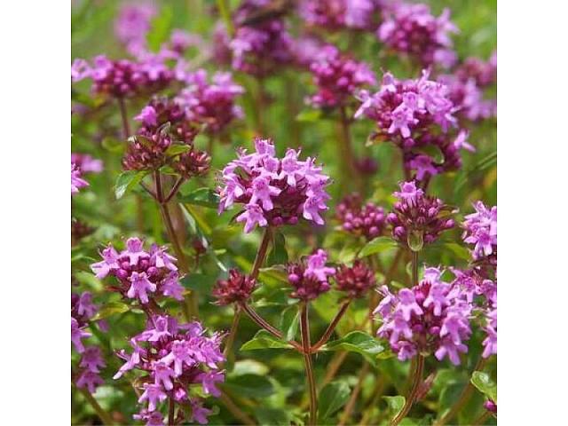 αγριοθύμαρο