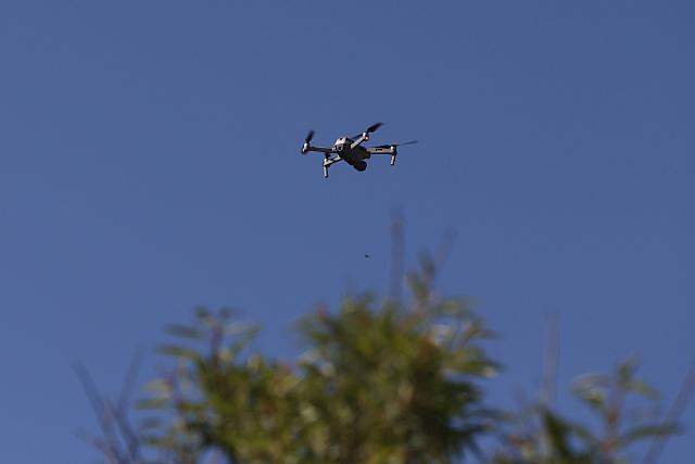 ερευνες για Ελευθερία Γιακουμάκη