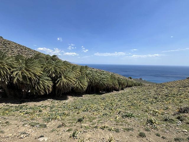 φοινικοδασος πρεβελη