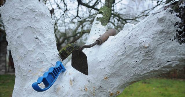 ασβεστωμα κορμων