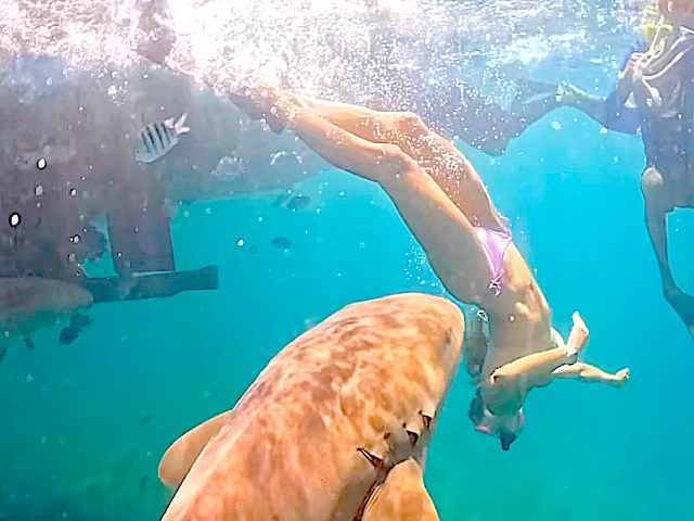 καρχαριας τουριστρια