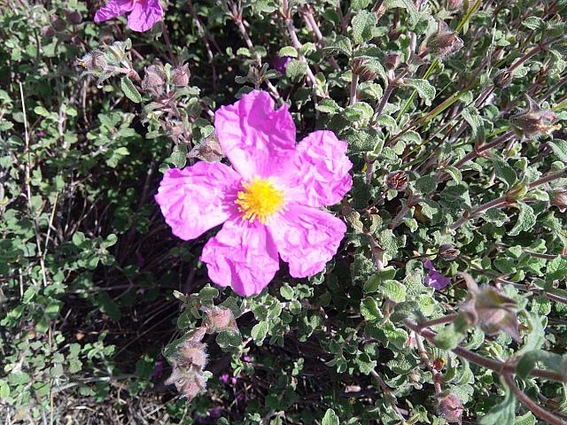 αλάδανος λαδανιά