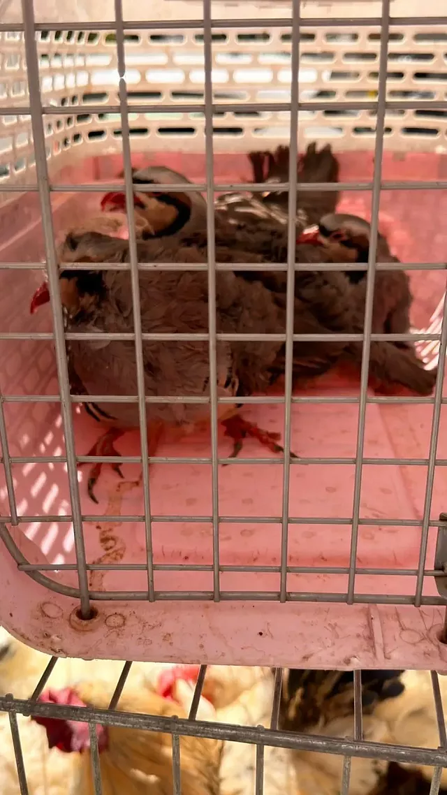 Μαντρί ταράτσα