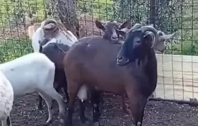 Μαντρί ταράτσα