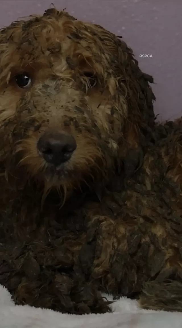 σκύλος, διάσωση