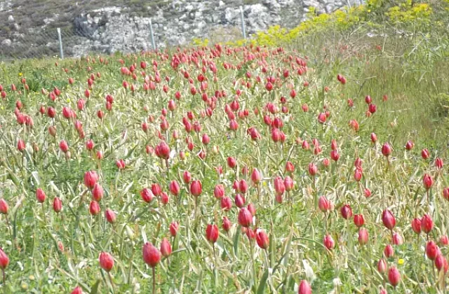 κοκκινη τουλιπα κρητης (tulipa-doerfleri)