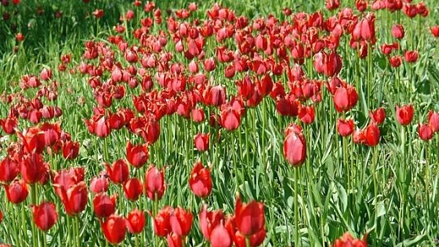 ΤΟΥΛΙΠΕΣ ΧΙΟΥ