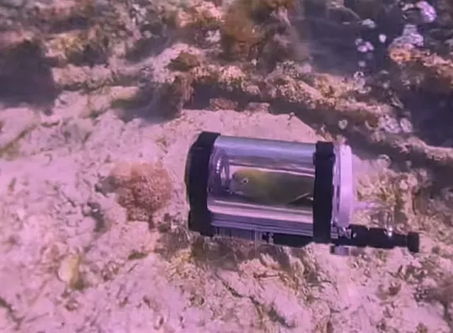 υποβρύχιο παπαγάλος