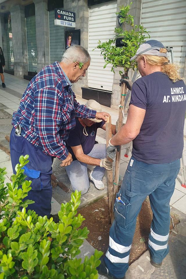 αγιος νικολαος εργασιες πρασινου