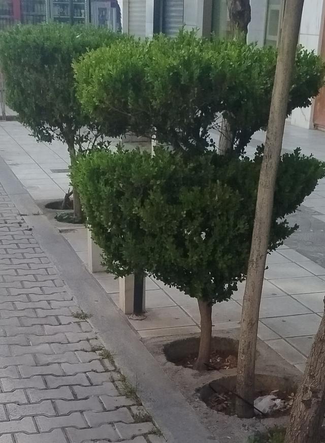 αγιος νικολαος εργασιες πρασινου