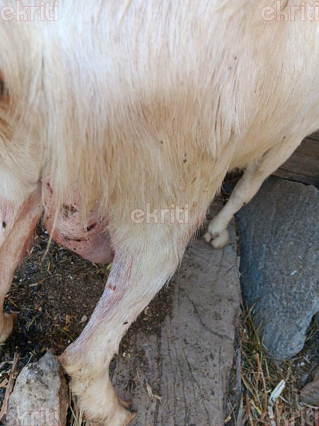 τραυματισμενη κατσικα από σκυλια δαφνές