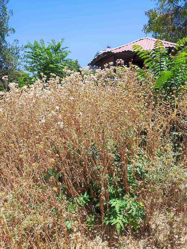 παρκο ευκαλυπτων ηρακλειο