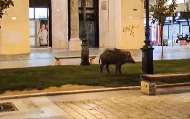 αγριογουρουνο