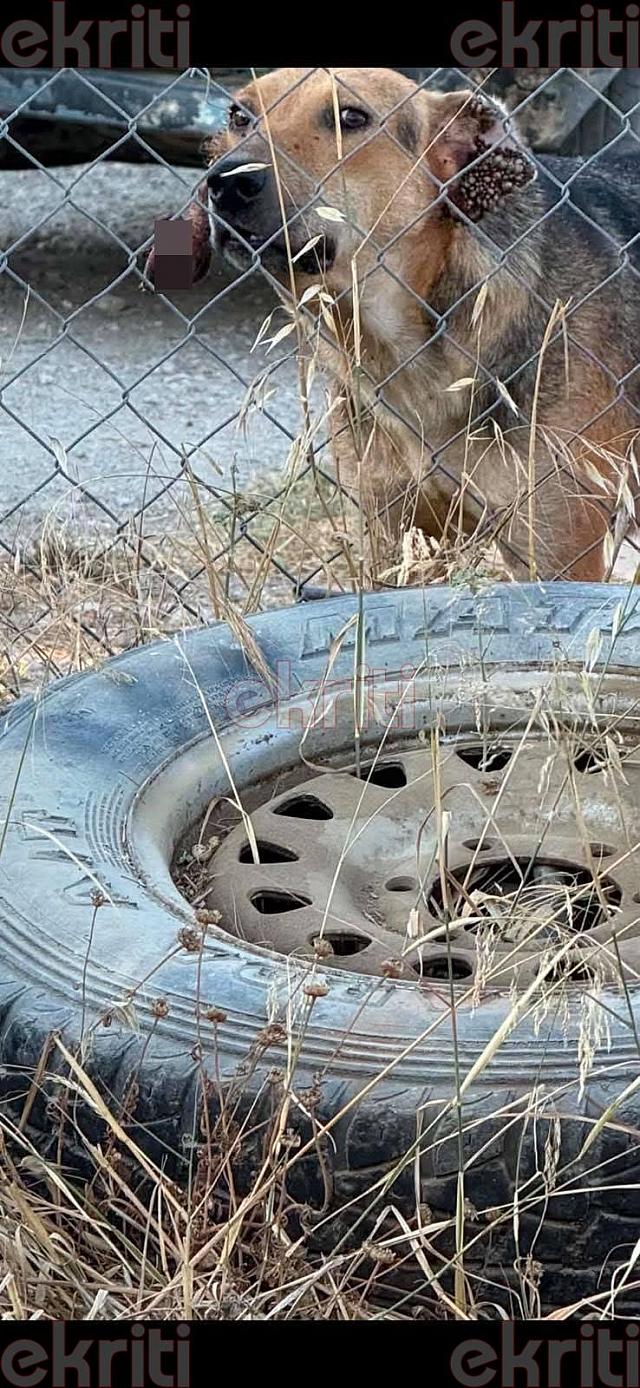 κακομεταχείριση σκύλου
