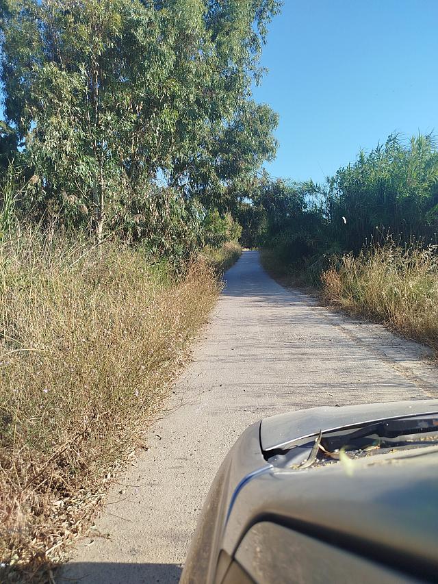 αμάξι - δέντρα 