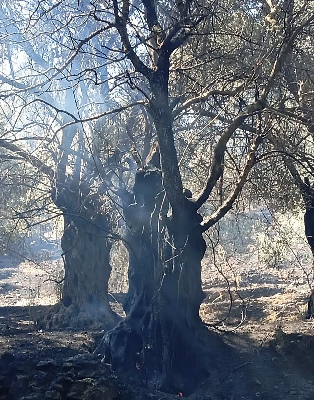 φωτιά - Βοριζια