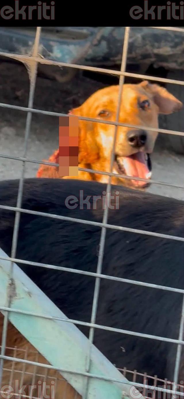 κακομεταχείριση σκύλου