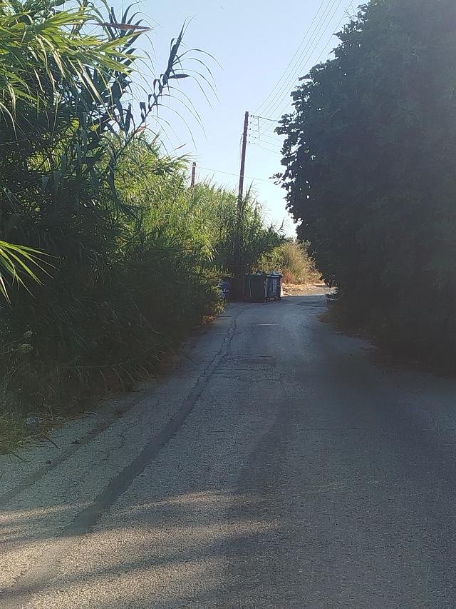 αμάξι - δέντρα 