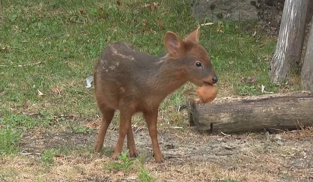 pudu