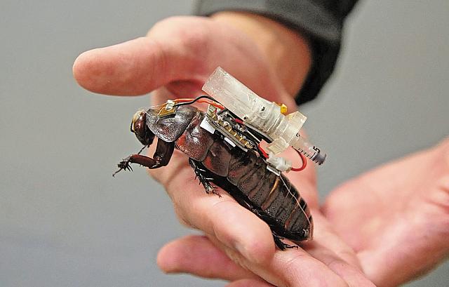 cyborg κατσαρίδα