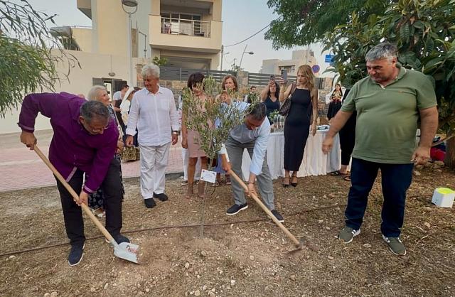 φυτευση ελιας αγιος νικολαος