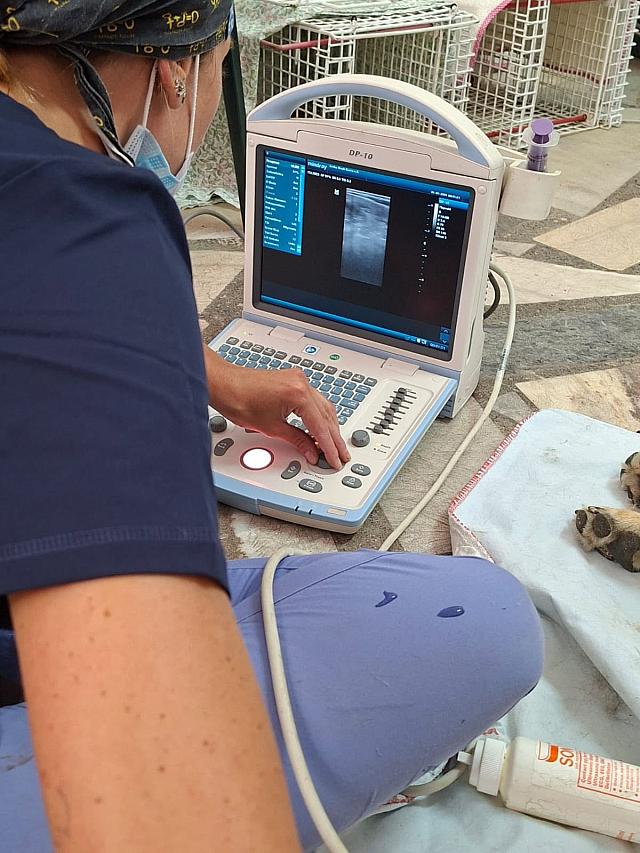 κτηνιατρική δράση