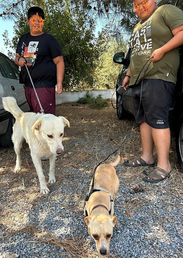 κτηνιατρική δράση