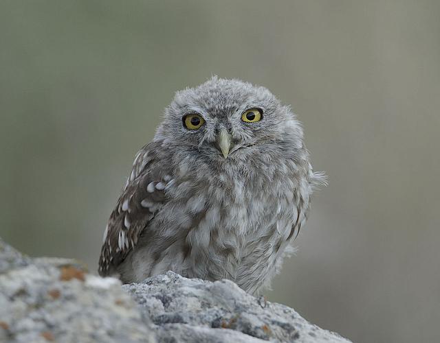 Η Αθηνά η νυκτία (Athene noctua)