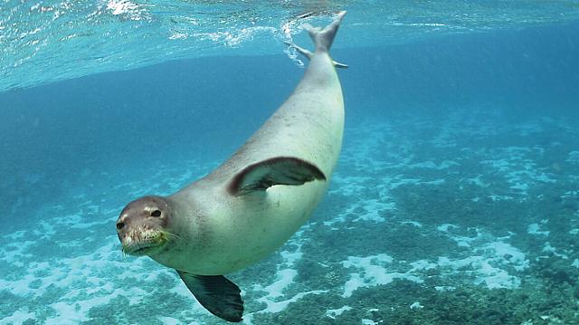 φώκιας Monachus monachus.