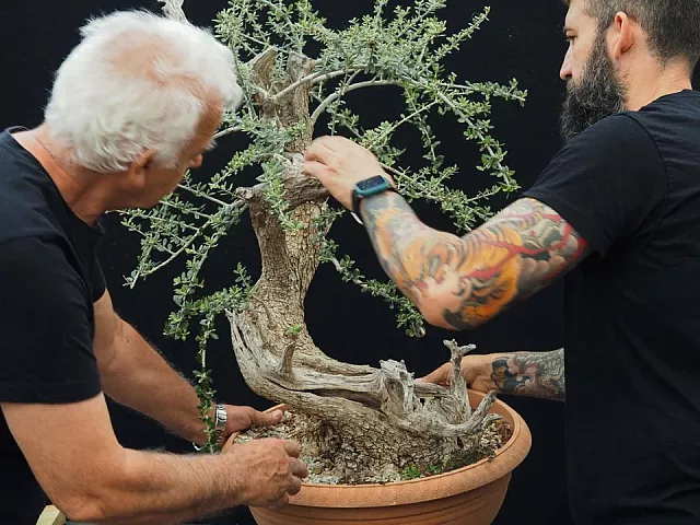 ελιά μπονσάι