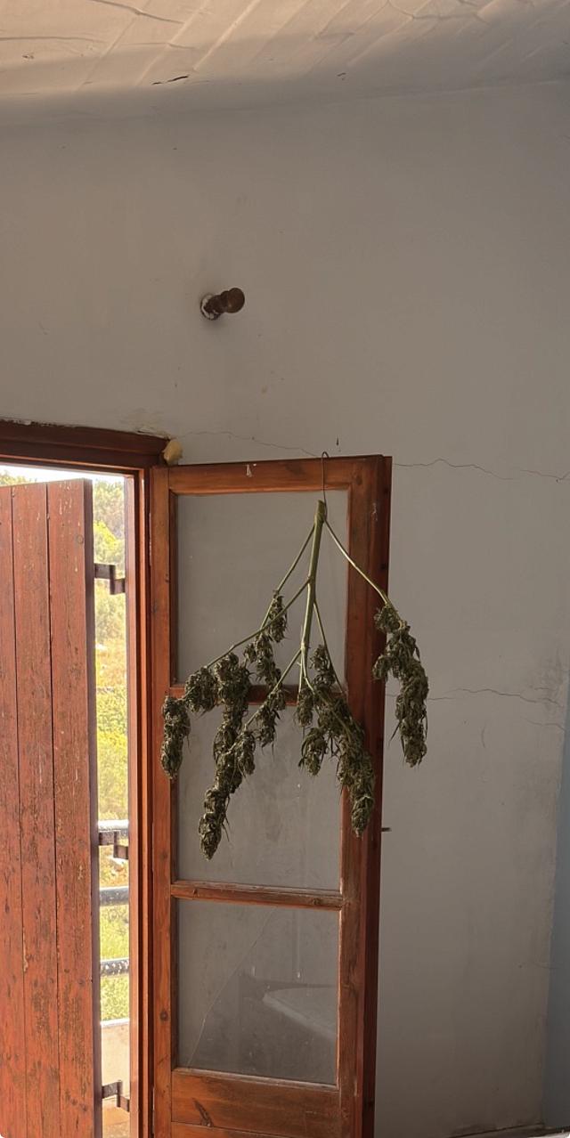 δενδρυλλιο