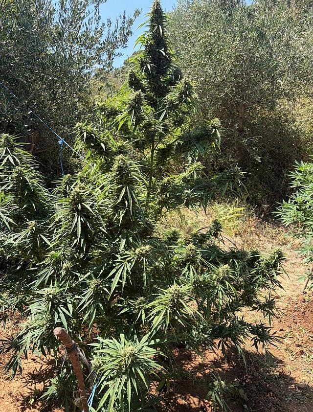 κανναβη