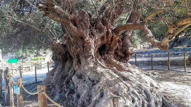 αιωνοβια ελια λασιθι