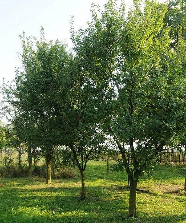 δαμασκηνιά